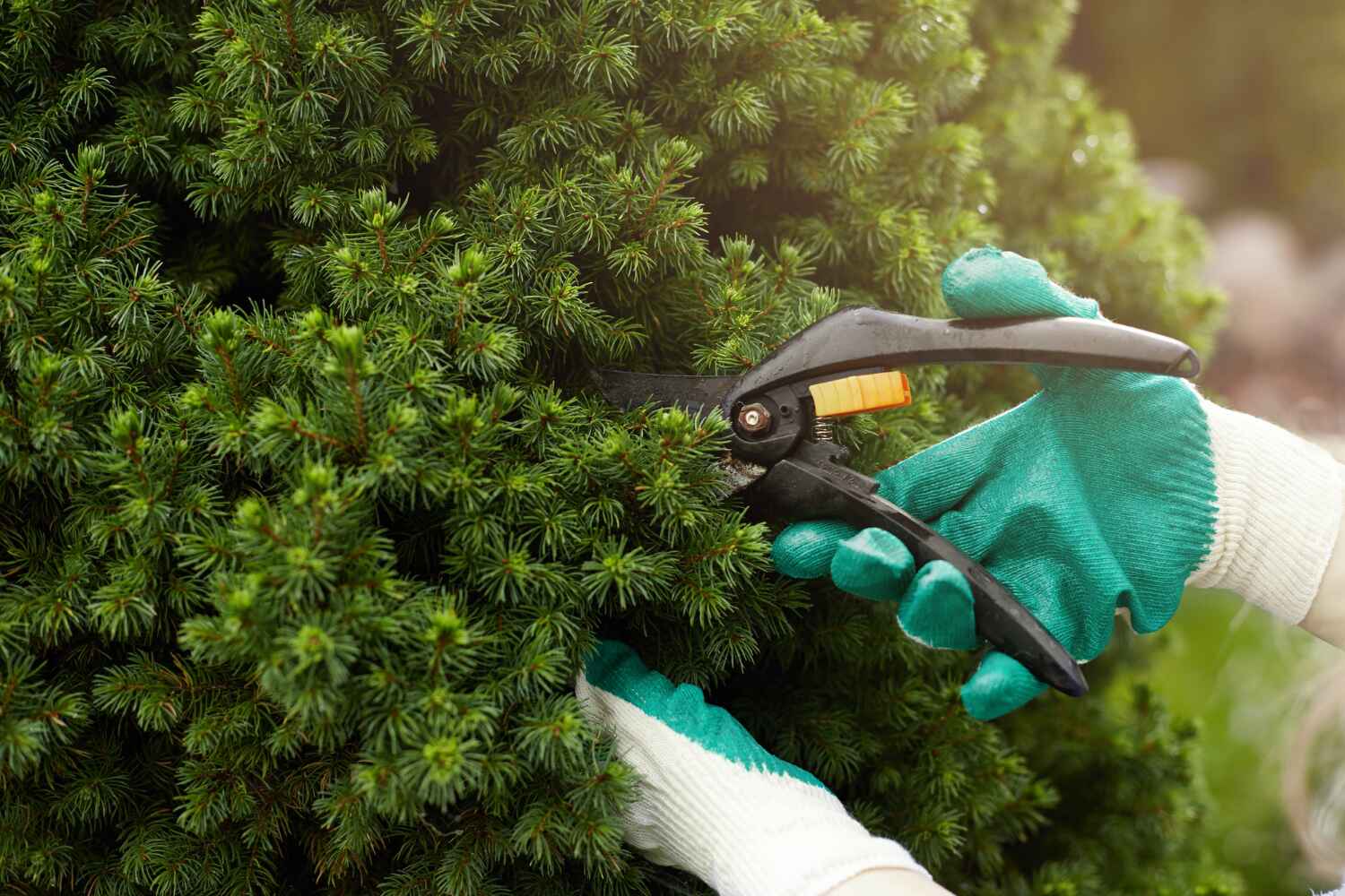 Professional Tree Service in El Verano, CA